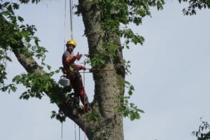 Arbre à part - élagueur dans l'arbre